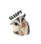 Sugar Glider Nomkhon（個別スタンプ：29）