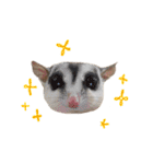 Sugar Glider Nomkhon（個別スタンプ：34）