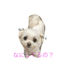 えんじぇるとれおんのスタンプ（個別スタンプ：1）