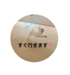 えんじぇるとれおんのスタンプ（個別スタンプ：5）