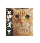 えんじぇるとれおんのスタンプ（個別スタンプ：11）