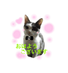 purimo-healing *cat（個別スタンプ：1）