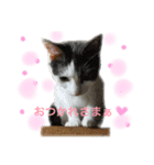 purimo-healing *cat（個別スタンプ：2）