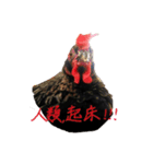 Chicken Bebe（個別スタンプ：9）