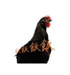 Chicken Bebe（個別スタンプ：11）