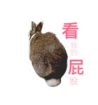 Rabbit kingg（個別スタンプ：5）