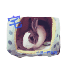 Rabbit kingg（個別スタンプ：6）