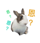 Rabbit kingg（個別スタンプ：7）