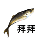 more lovely fish（個別スタンプ：38）