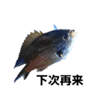 more lovely fish（個別スタンプ：39）