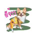 Thai Cute Chihuahua（個別スタンプ：1）