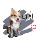 Thai Cute Chihuahua（個別スタンプ：4）