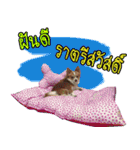 Thai Cute Chihuahua（個別スタンプ：6）