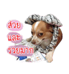 Thai Cute Chihuahua（個別スタンプ：8）