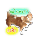 Thai Cute Chihuahua（個別スタンプ：10）