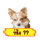 Thai Cute Chihuahua（個別スタンプ：11）