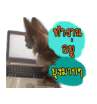 Thai Cute Chihuahua（個別スタンプ：13）