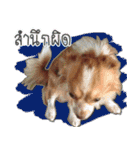 Thai Cute Chihuahua（個別スタンプ：14）