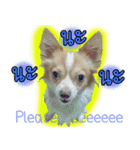 Thai Cute Chihuahua（個別スタンプ：16）