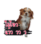 Thai Cute Chihuahua（個別スタンプ：17）