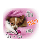 Thai Cute Chihuahua（個別スタンプ：21）