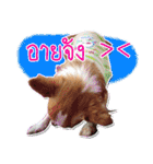 Thai Cute Chihuahua（個別スタンプ：23）