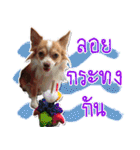 Thai Cute Chihuahua（個別スタンプ：24）