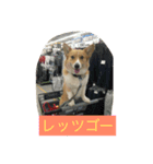 Corgy Hanzo（個別スタンプ：7）