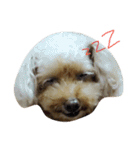 Miniature Poodle（個別スタンプ：1）