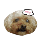 Miniature Poodle（個別スタンプ：3）