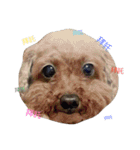 Miniature Poodle（個別スタンプ：4）