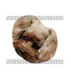 Miniature Poodle（個別スタンプ：11）