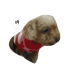 Miniature Poodle（個別スタンプ：14）