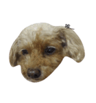 Miniature Poodle（個別スタンプ：15）