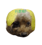 Miniature Poodle（個別スタンプ：16）