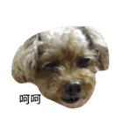 Miniature Poodle（個別スタンプ：17）