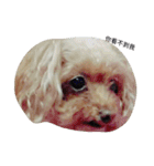 Miniature Poodle（個別スタンプ：18）