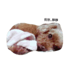 Miniature Poodle（個別スタンプ：20）