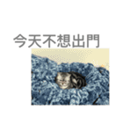 Haru the cat in dairy life 2（個別スタンプ：22）