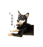 shiba everyday（個別スタンプ：6）