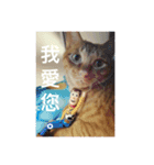 orange cat tats life（個別スタンプ：5）