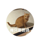 orange cat tats life（個別スタンプ：6）