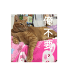 orange cat tats life（個別スタンプ：10）