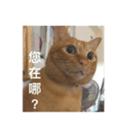 orange cat tats life（個別スタンプ：11）