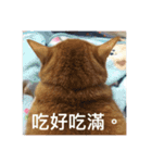 orange cat tats life（個別スタンプ：12）