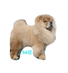 Chow Chow one（個別スタンプ：2）