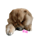 Chow Chow one（個別スタンプ：3）