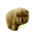 Chow Chow one（個別スタンプ：6）