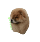 Chow Chow one（個別スタンプ：7）