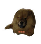 Chow Chow one（個別スタンプ：8）